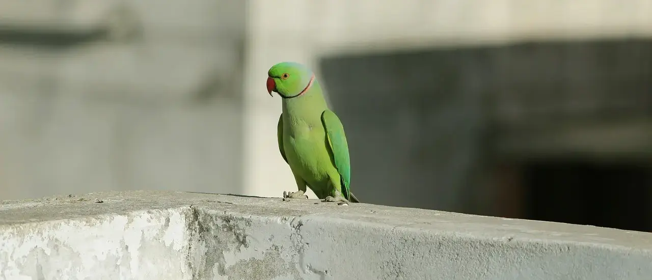 Hvor lang tid kan man forvente, at en excentersliber holder?